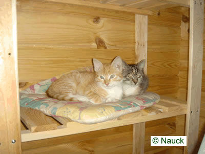 Zwei Katzen in einem Holzhaus
